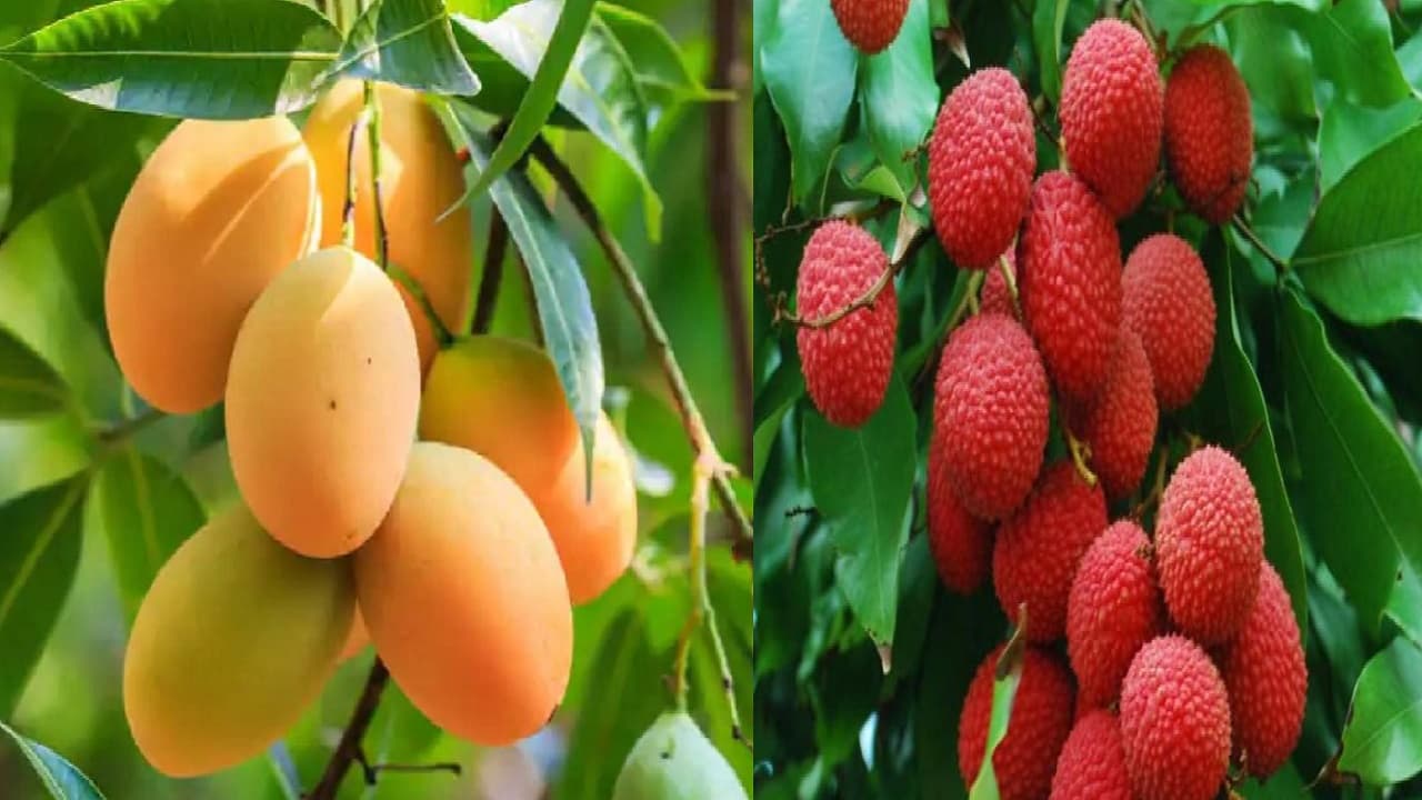 Agriculture News: आम और लीची पर पड़ा गर्मी का प्रकोप, किसान मायूस, लोगों की जेब पर पड़ेगा बुरा असर