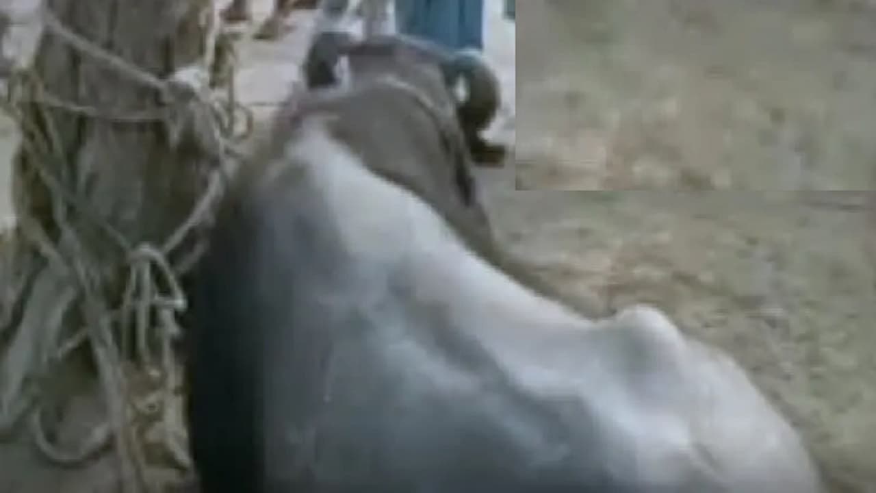 छपरा में भैंसा ने बुजुर्ग को पटक-पटककर मार डाला, महिला समेत 2 लोगों को किया जख्मी, इलाके में दहशत