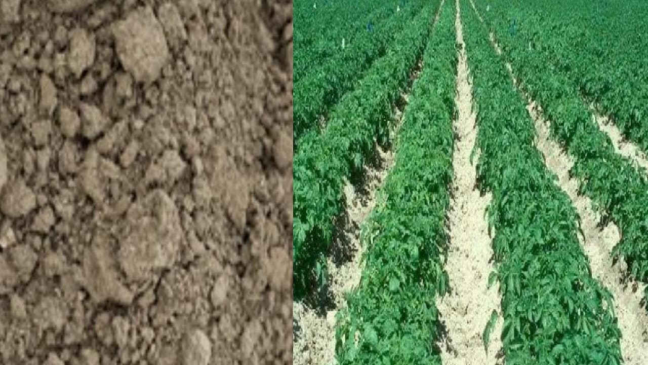 Agriculture: जैविक खेती की तरफ किसानों का रुझान, फसल चक्र से हर साल बढ़ेगी कमाई, जानें कृषि वैज्ञानिक से उपाय