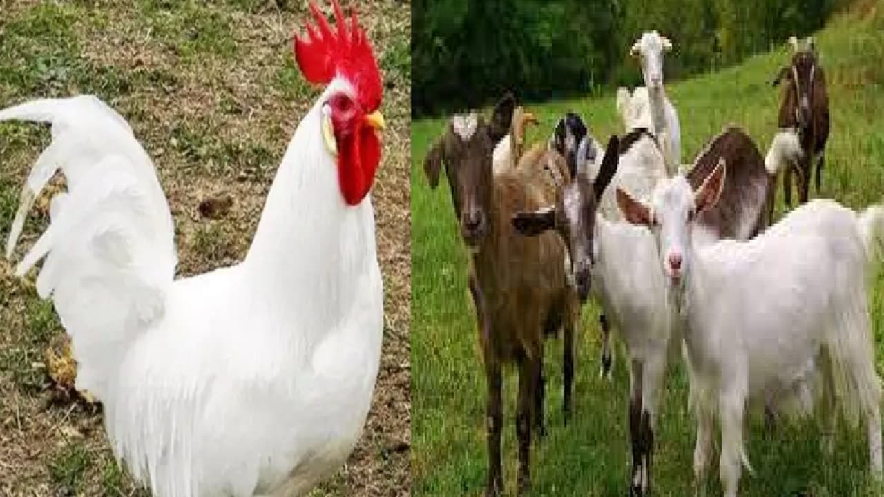 बिहार के इन सात जिलों से विभाग ने मांगी बकरी और मुर्गी के बाजार रेट पर रिपोर्ट, जानें क्या है मामला