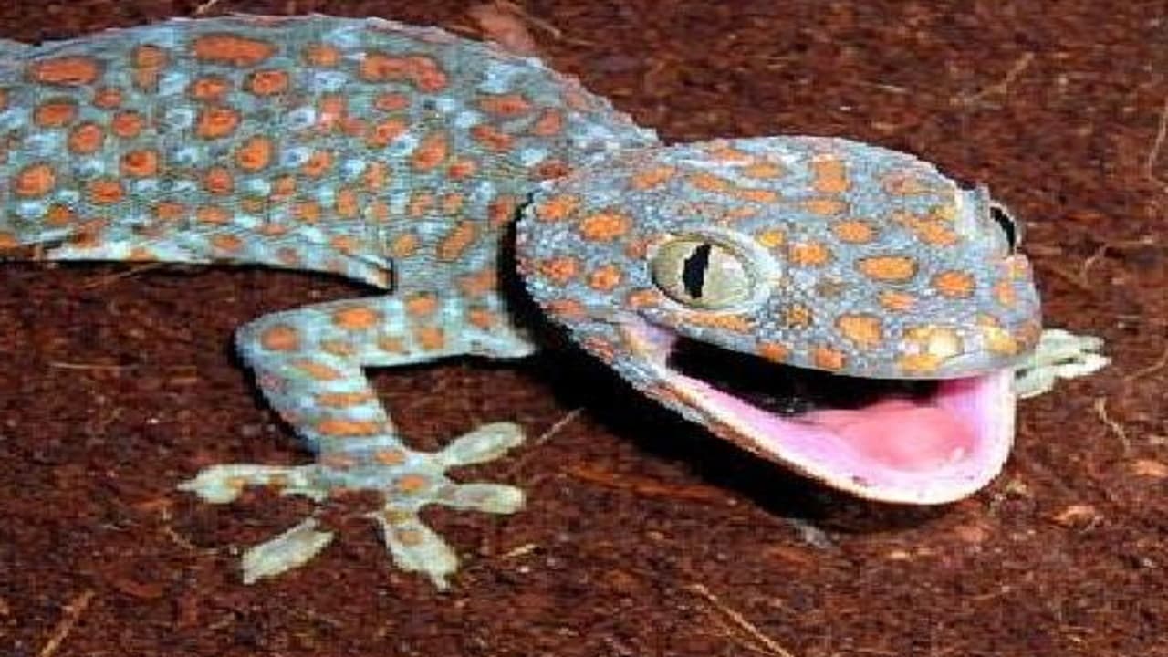 Chipkali: आपके भी घर में दिख सकती है एक करोड़ में बिकने वाली छिपकली, तस्वीर और कलर देखकर ऐसे करें पहचान