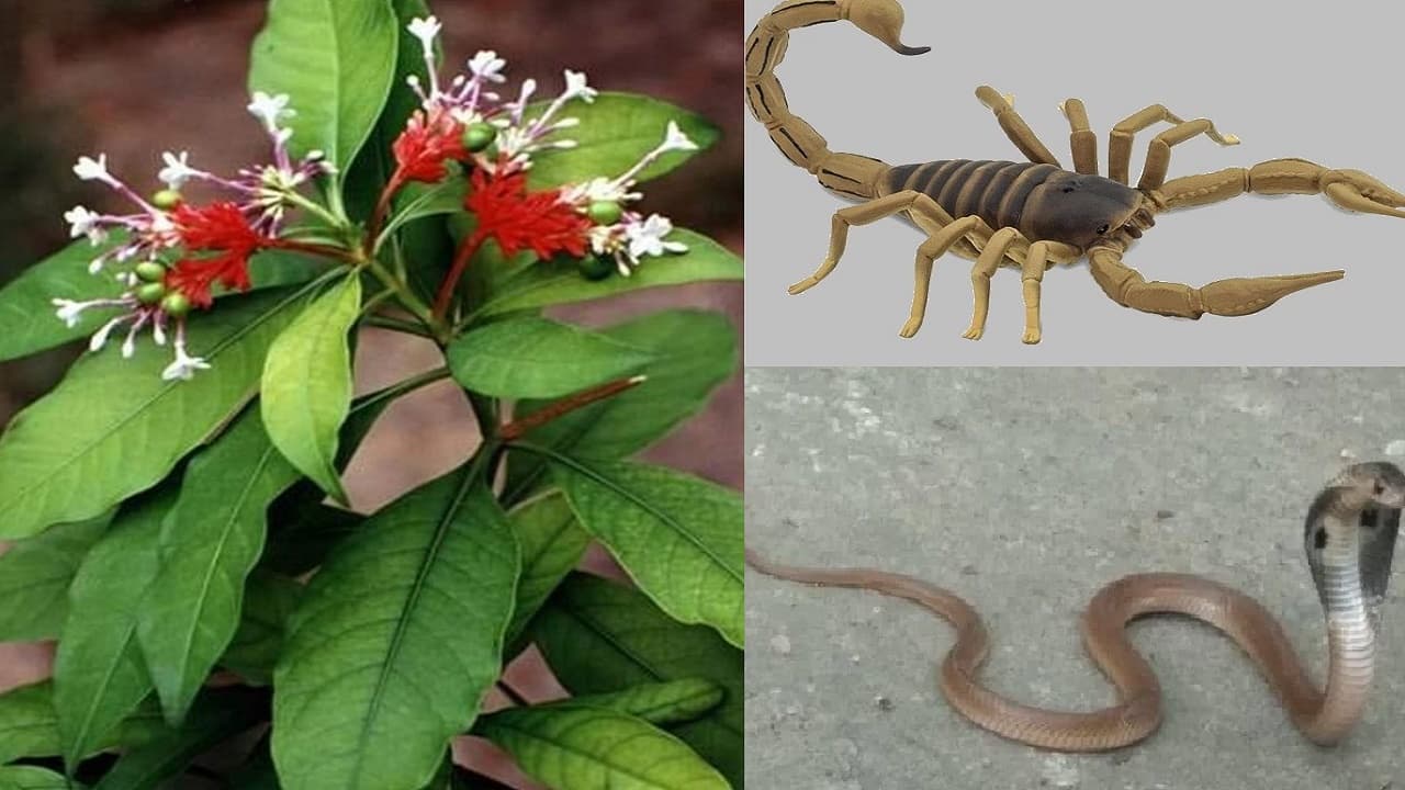 Snakes: सांप और बिच्छू से बचने के लिए लगाए ये पौधा, सांपों से बचना है तो ये उपाय होंगे कारगर