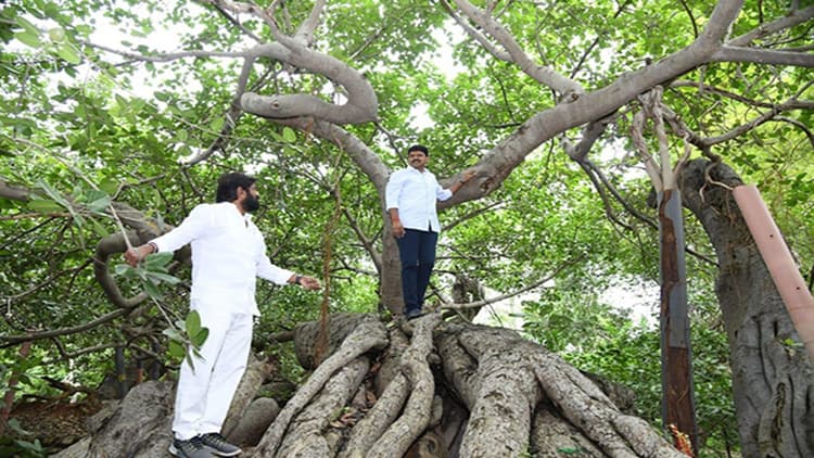 तेलंगाना में 800 साल पुराने बरगद के पेड़ को मिलेगा नया जीवन, संरक्षण के लिए सांसद ने दिए 2 करोड़ रुपये