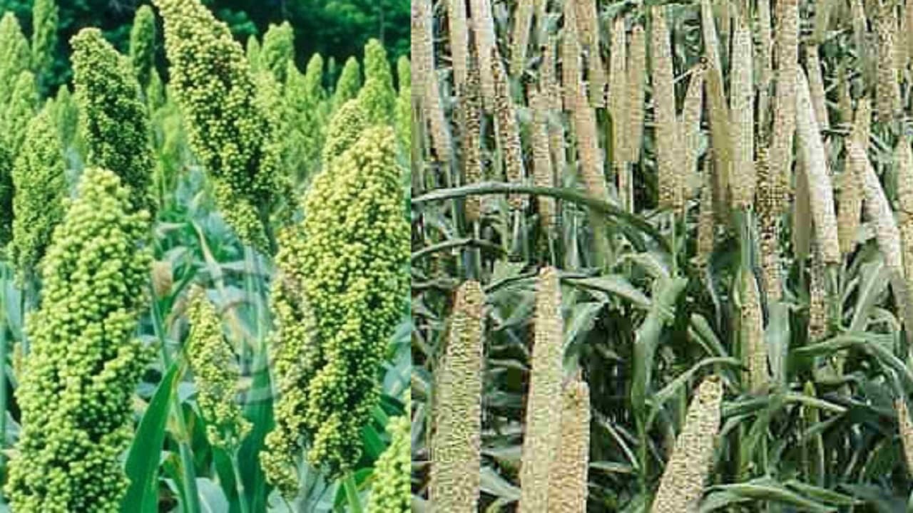 आम बजट 2023: मोटे अनाज को लेकर किसानों को मिली सौगात, यहां पढ़िए क्या-क्या मिलेंगे फायदे