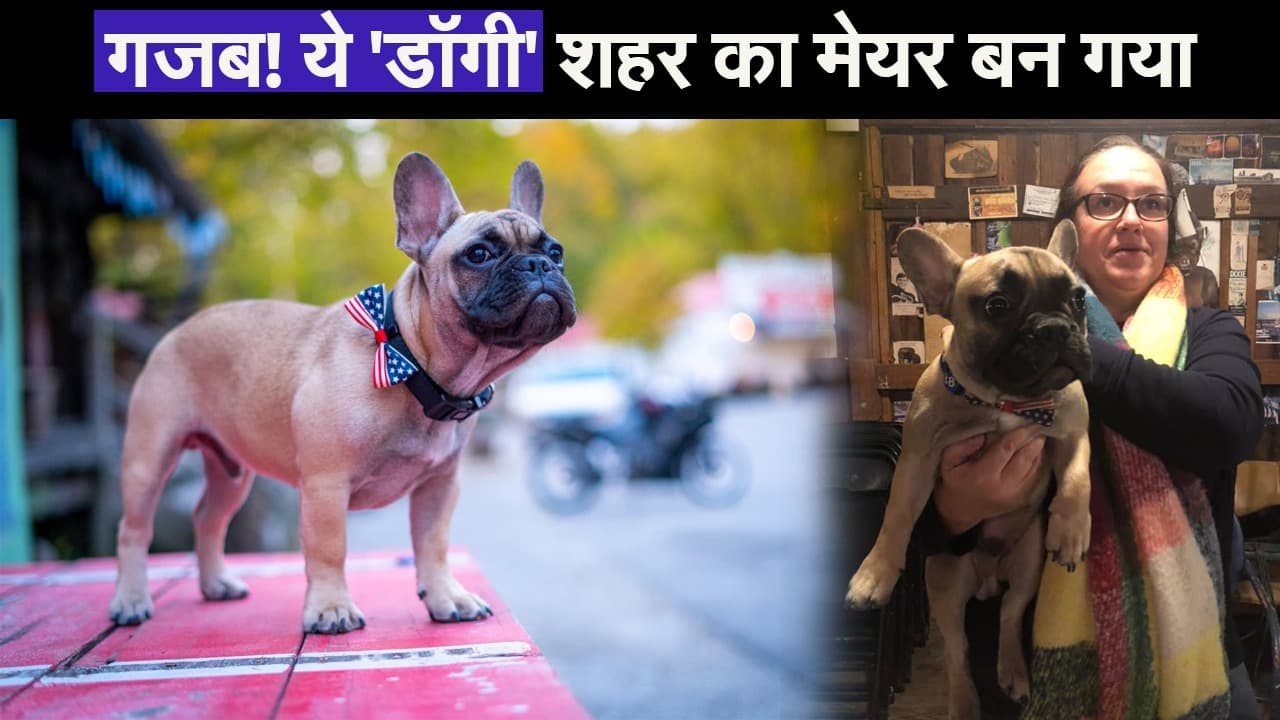 US: गजब! ये 'डॉगी' शहर का मेयर बन गया