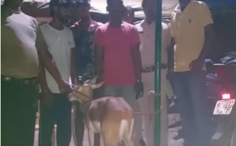 वीटीआर से बाहर आये हिरण पर कुत्तों ने किया हमला, लोगों ने घायल हिरण को किया वन विभाग के हवाले