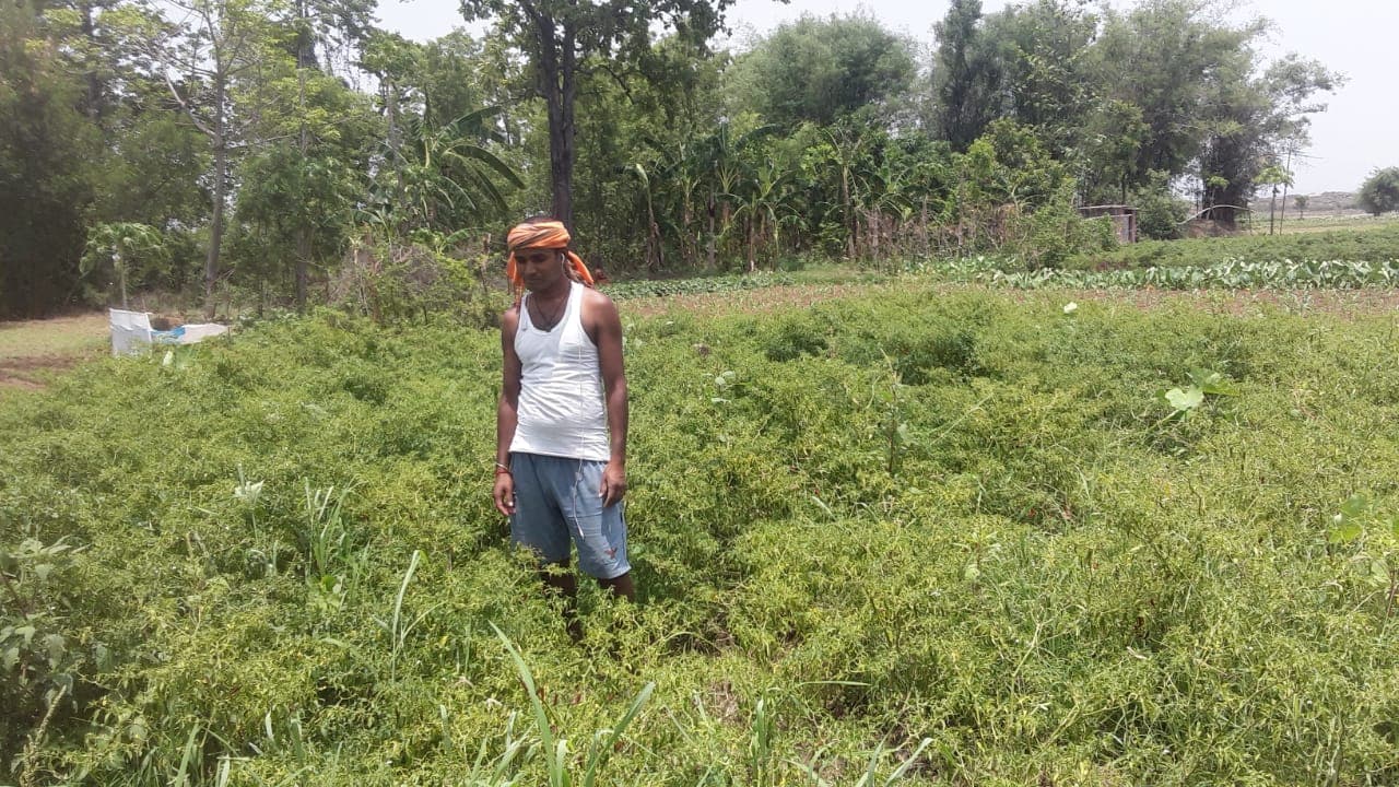 लॉकडाउन के कारण बेहाल हो रहे गोला के किसान, 8 रुपये किलो बिक रहा है मिर्च