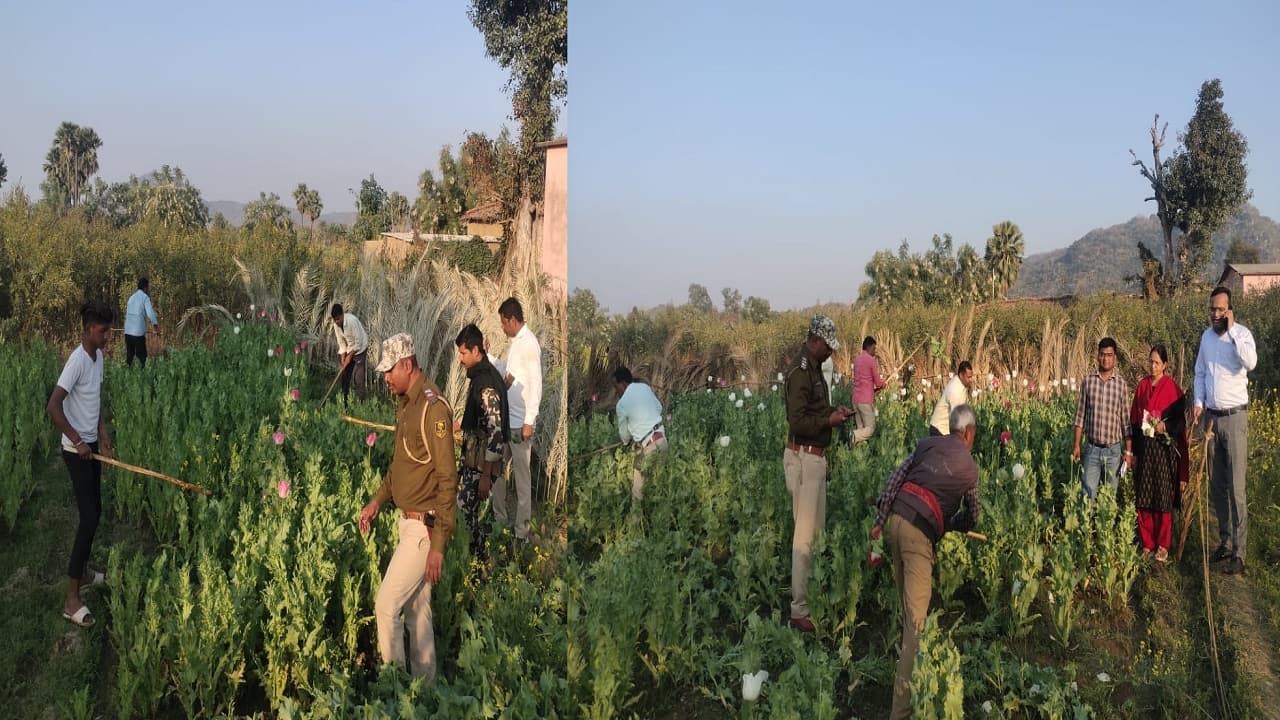 औरंगाबाद के नक्सल प्रभावित बादम में करोड़ों की अफीम की फसल नष्ट, दो साल से इस इलाके में हो रही थी खेती