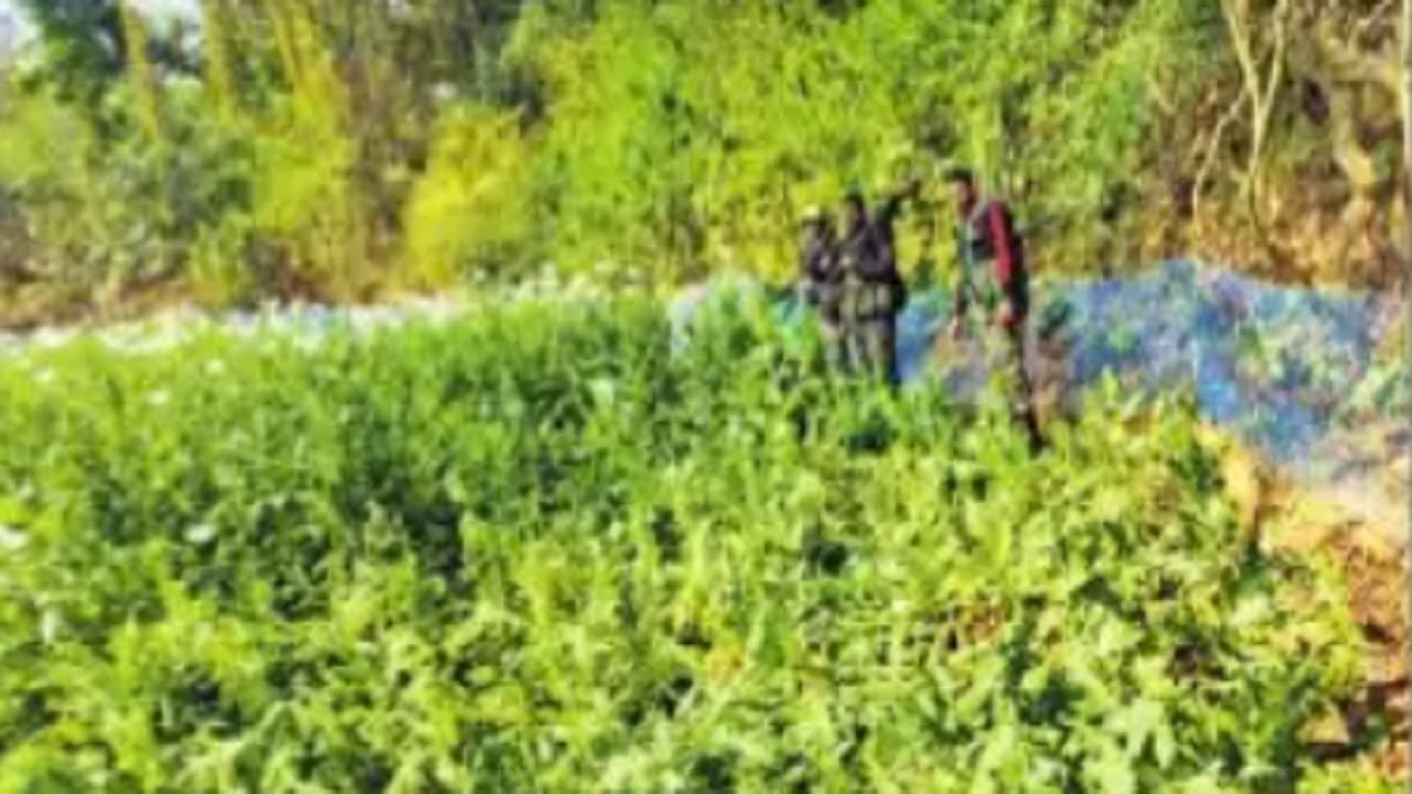 नवादा में सुरक्षा बलों ने की अफीम की फसल नष्ट, 5 करोड़ आंकी गयी बाजार भाव, एक रायफल भी बरामद
