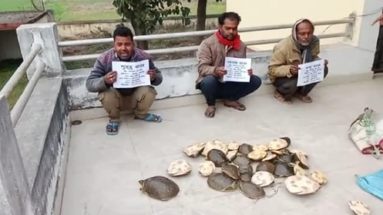 मोतिहारी में 36 कछुओं के साथ तीन अंतरराष्ट्रीय तस्कर गिरफ्तार, मामले की जांच में जुटी वन विभाग की टीम