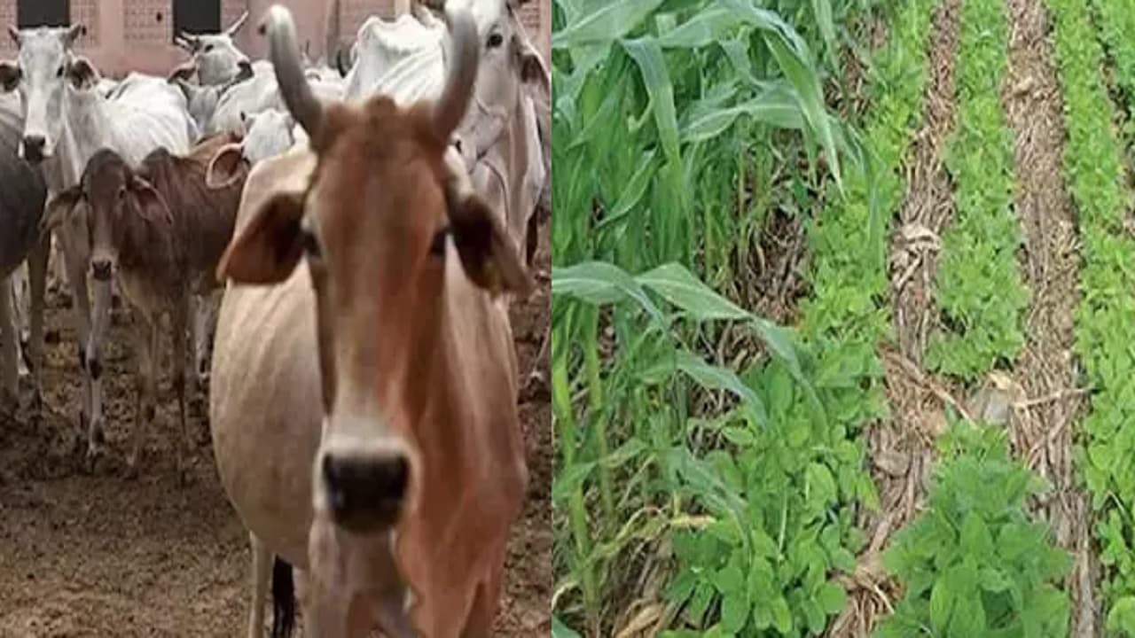 गोरखपुर में अब राप्ती और रोहिन नदी के किनारे होगी गौ संरक्षण आधारित खेती, जानें सरकार की प्लानिंग