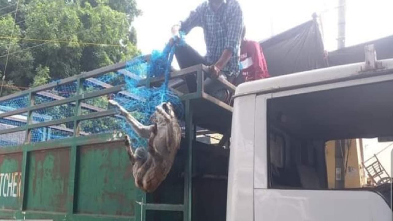 अलीगढ़ में कुत्तों से क्रूरता, नगर निगम पर डॉग प्रेमियों ने लगाया गंभीर आरोप, लोगों ने जताया विरोध