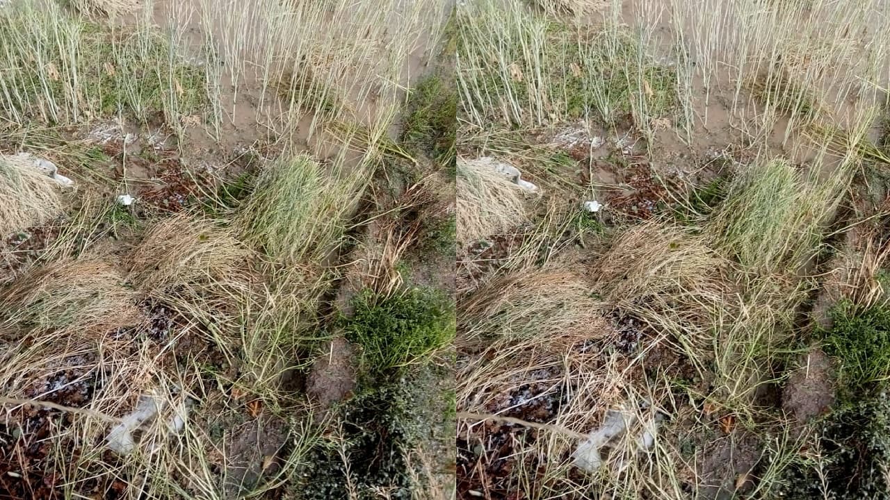 आगरा में होली के हुड़दंग पर ओलावृष्टि ने फेरा पानी, किसानों का त्योहार हुआ खराब, गेहूं और सरसों की फसल बर्बाद