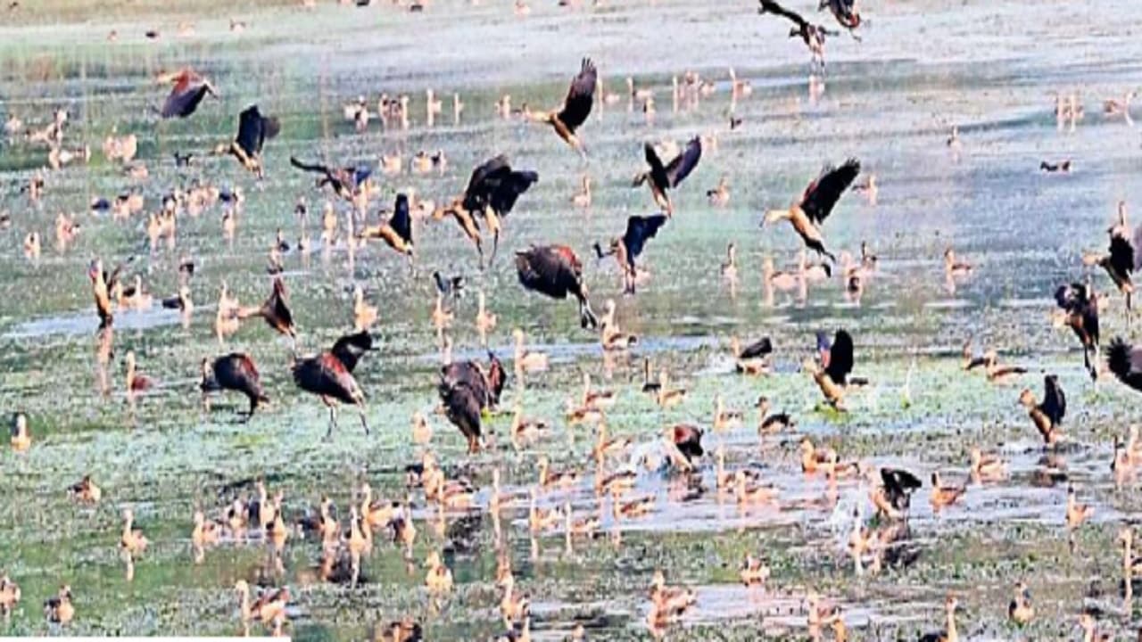 बिहार के वेटलैंड्स बनेंगे पर्यटक स्थल, सरकार ने मांगे जिलों से रिपोर्ट