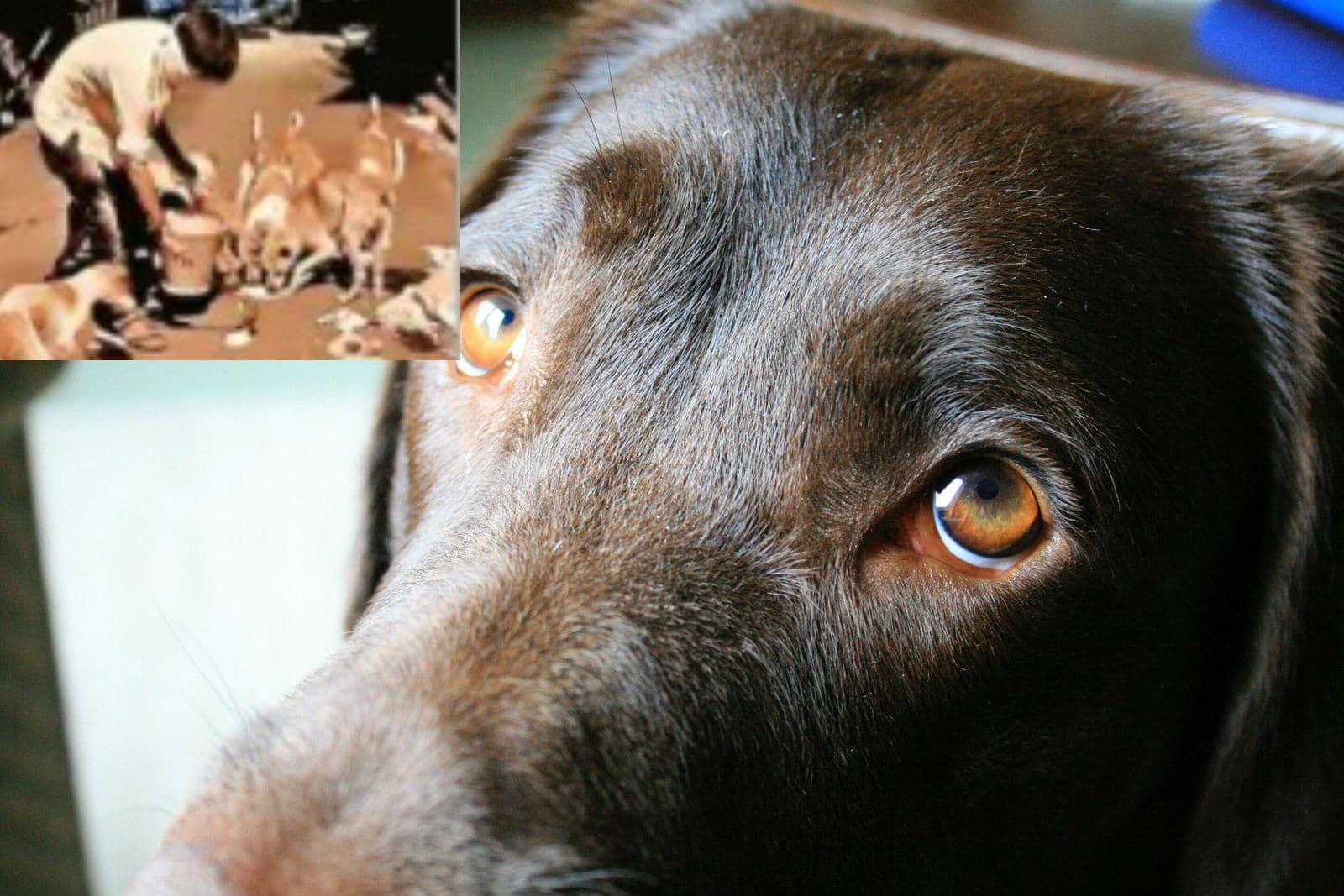 PIB Fact check : सभी स्टूडेंट्‌स को ऑनलाइन क्लास करने के लिए सरकार देगी Free Tablet