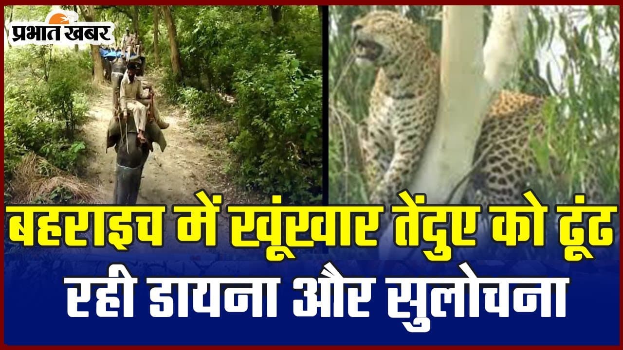 Dudhwa Park: बाघ और तेंदुओं को तलाशने और काबू करने में ट्रेंड हैं मादा हथिनी डायना और सुलोचना