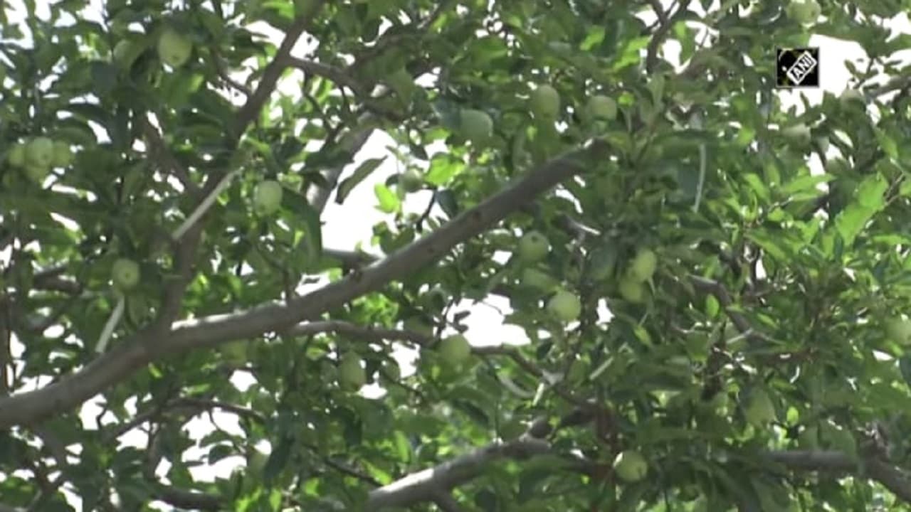 Apple Production: सेब के उत्पादन को लेकर कितना खुश हैं हिमाचल प्रदेश के किसान