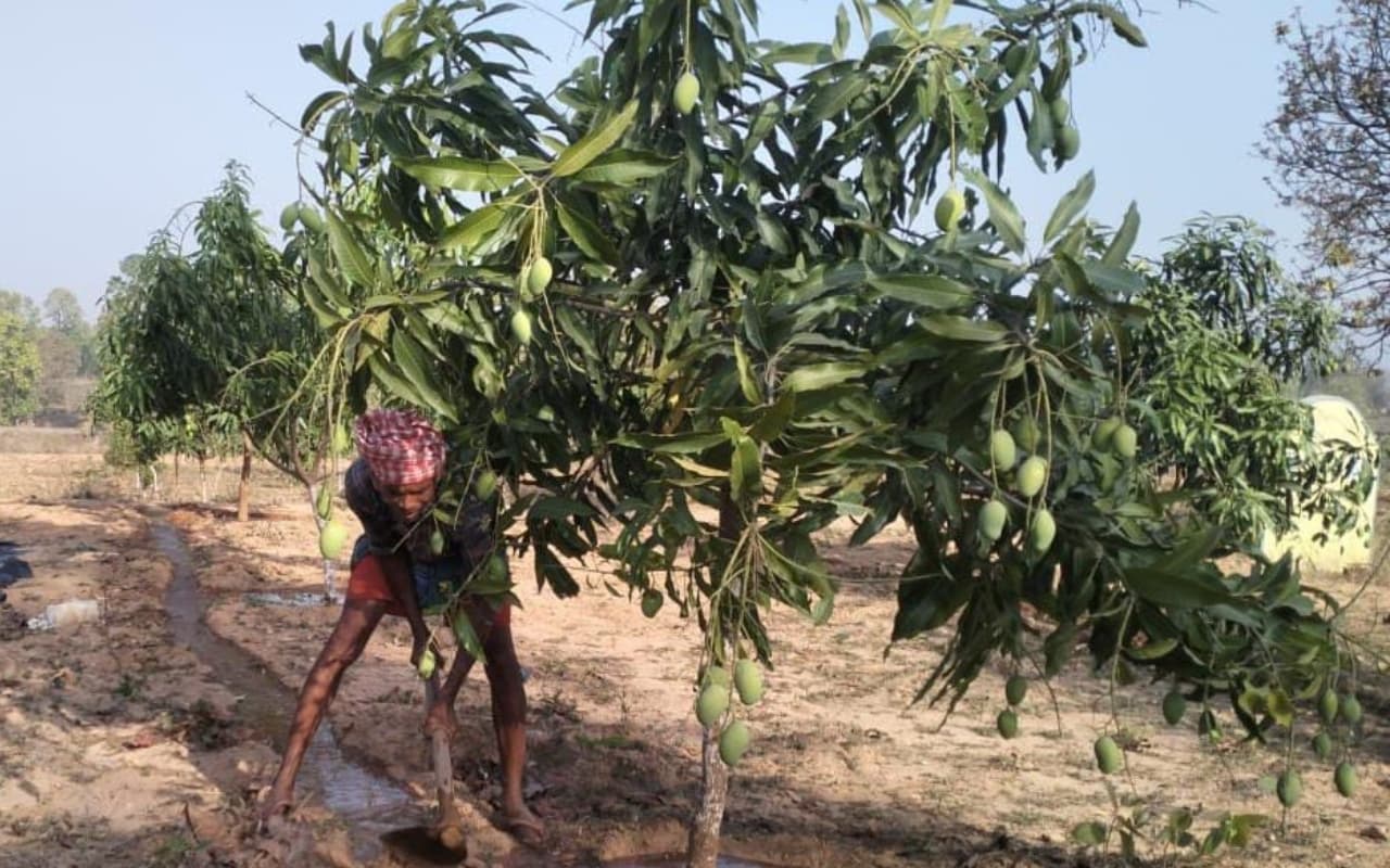 Jharkhand: बोकारो में मनरेगा के तहत फल-फूल रही आम बागवानी योजना, 82000 आम और 57000 इमारती पेड़ तैयार