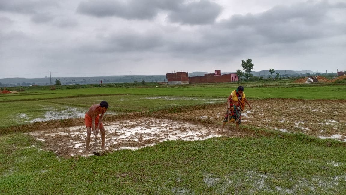 दिखने लगा डीजल की कीमतों में इजाफा का असर, ट्रैक्टर छोड़ कुदाल लेकर खेतों में उतरे किसान
