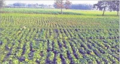 बिहार में बदल रहा है खेती का ट्रेंड, राजमा की खेती कर संपन्न हो रहे हैं सुपौल के किसान