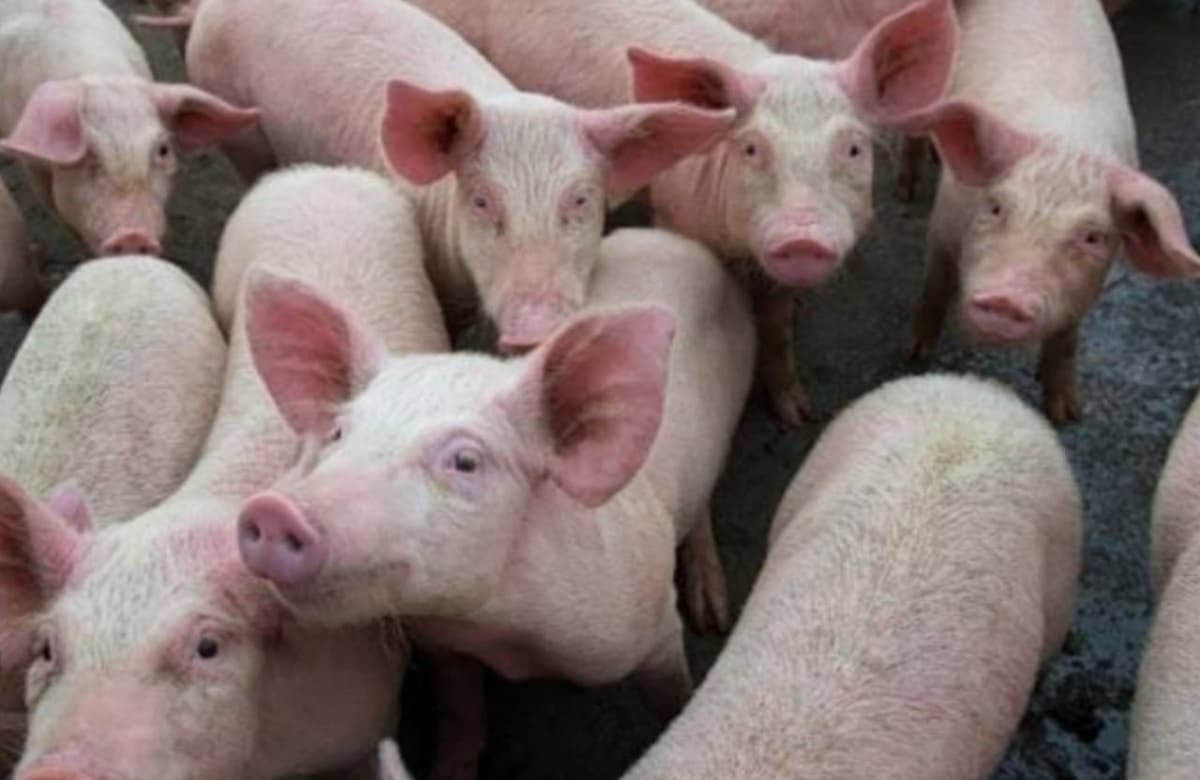अलीगढ़: अफ्रीकन स्वाइन फीवर से 60 सुअरों की मौत, डीएम ने जारी किया अलर्ट, मांस बिक्री पर लगाई रोक