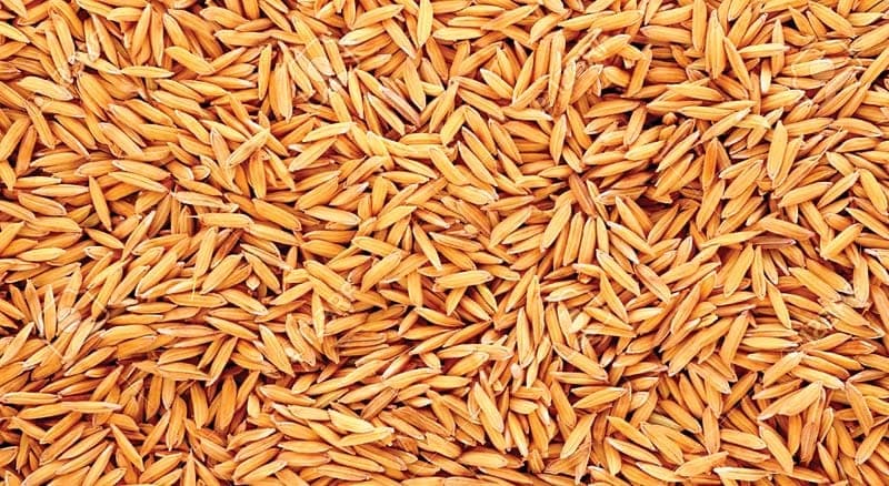 Farmers News: 100 रुपये प्रति क्विंटल बढ़े धान के भाव, 1 अक्टूबर से होगी खरीद, ऐसे कराएं रजिस्ट्रेशन...