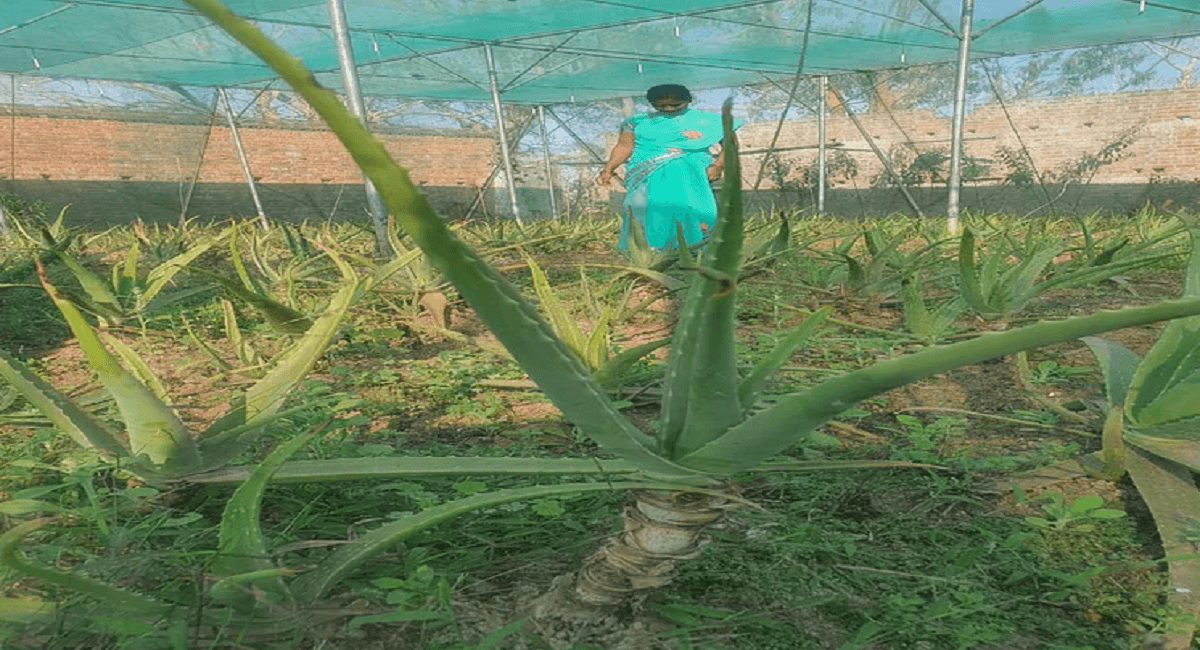 Jharkhand News : पीएम मोदी ने मन की बात में झारखंड के जिस एलोवेरा विलेज की तारीफ की, उसे कितना जानते हैं आप