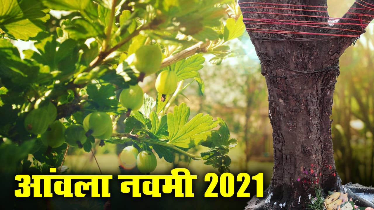 Amla Navmi की पूजा से मिलेगा 'अक्षय' फल का वरदान, जानिए कब और कैसे करें पूजा, क्या है मान्यताएं