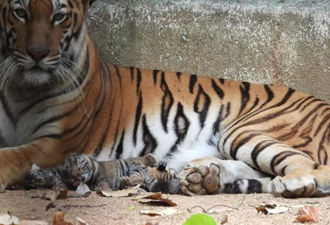 'अनुष्का' ने तीन बच्‍चों को दिया जन्‍म, नये मेहमानों के आने से गुलजार हुआ यह स्‍थान