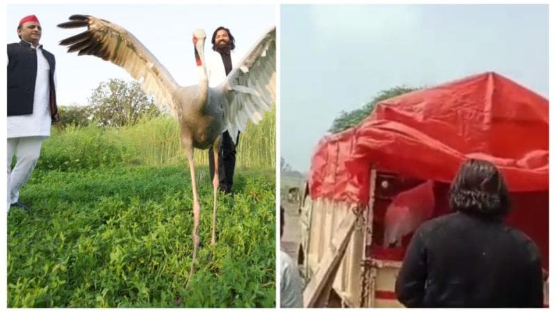 समसपुर पक्षी विहार से लापता हुआ आरिफ का सारस, अखिलेश यादव बोले- सरकार खोजे वरना पक्षी प्रेमी करेंगे आंदोलन समसपुर पक्षी विहार से लापता हुआ आरिफ का सारस, अखिलेश यादव बोले- सरकार खोजे वरना पक्षी प्रेमी करेंगे आंदोलन