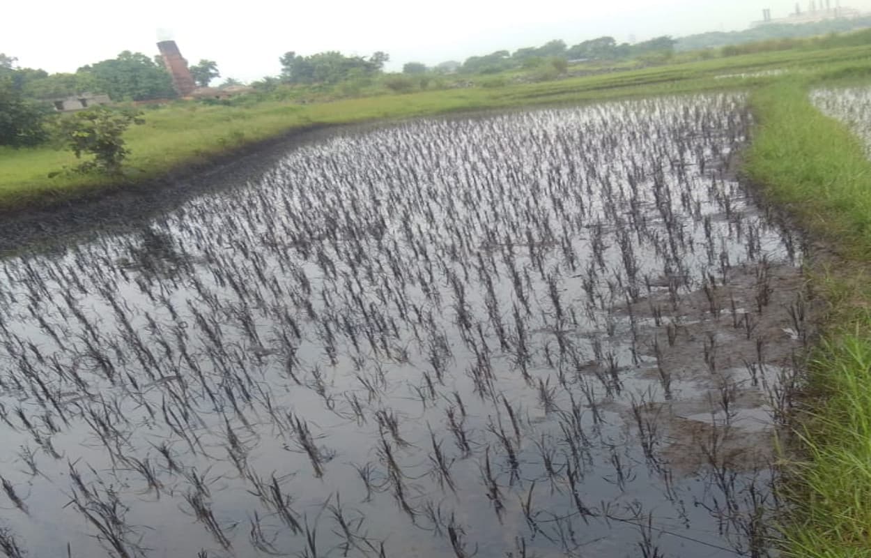 सलानपुर में कारखाने से निकलने वाले रसायन से फसलें हो रही बर्बाद, ग्रामीणों में गुस्सा