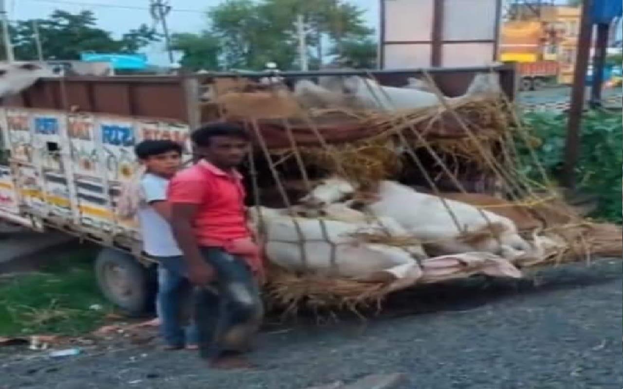 बंगाल में नहीं थम रही गौ तस्करी, 5 वाहनों से 58 गायों को पुलिस ने कराया मुक्त, 4 तस्कर गिरफ्तार