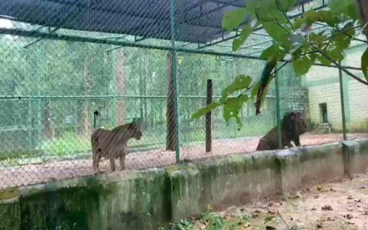 World Animal Day: रांची के बिरसा जैविक उद्यान के दो एशियाई शेरों को PVUN ने लिया गोद, पढ़ें पूरी खबर