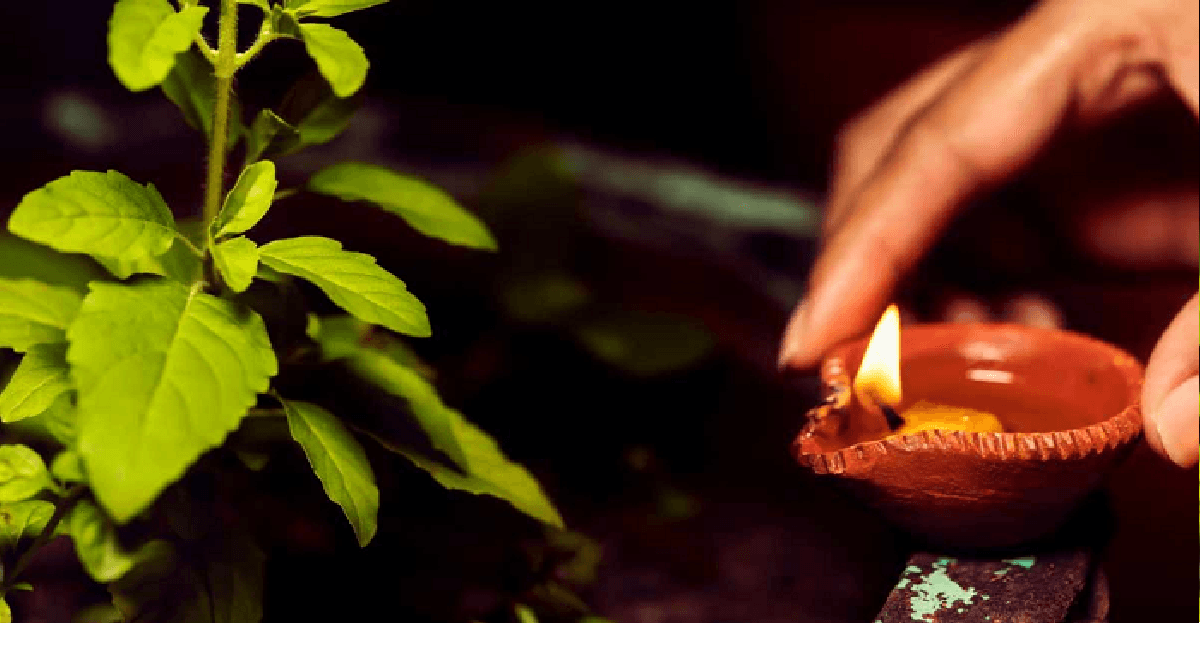Astro Tips: तुलसी में कच्चा दूध चढ़ाने से दूर होता है दुर्भाग्य, घर में आती है सुख, संपन्नता