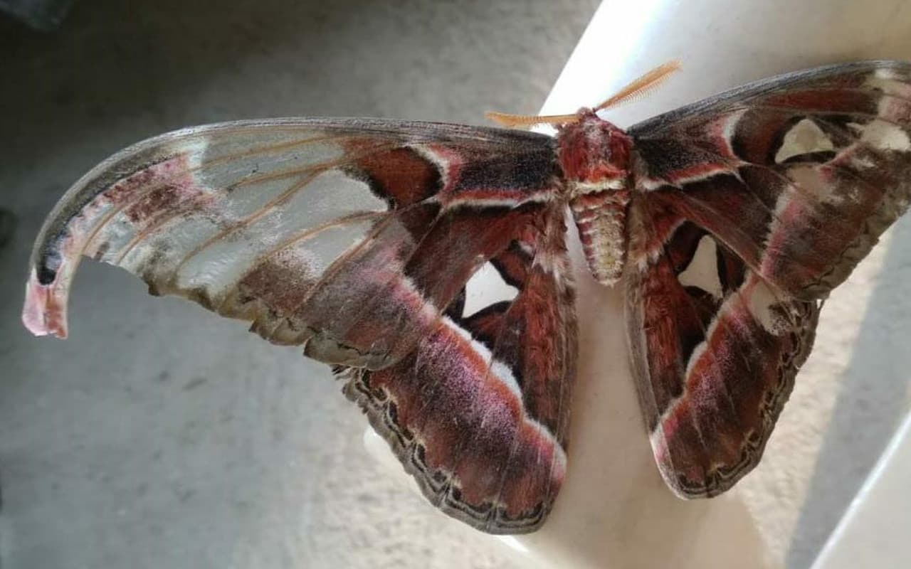 Prabhat Khabar Explainer: पलामू टाइगर रिजर्व में मिली तितली जैसी दिखने वाली Atlas Moth, इसे जानें