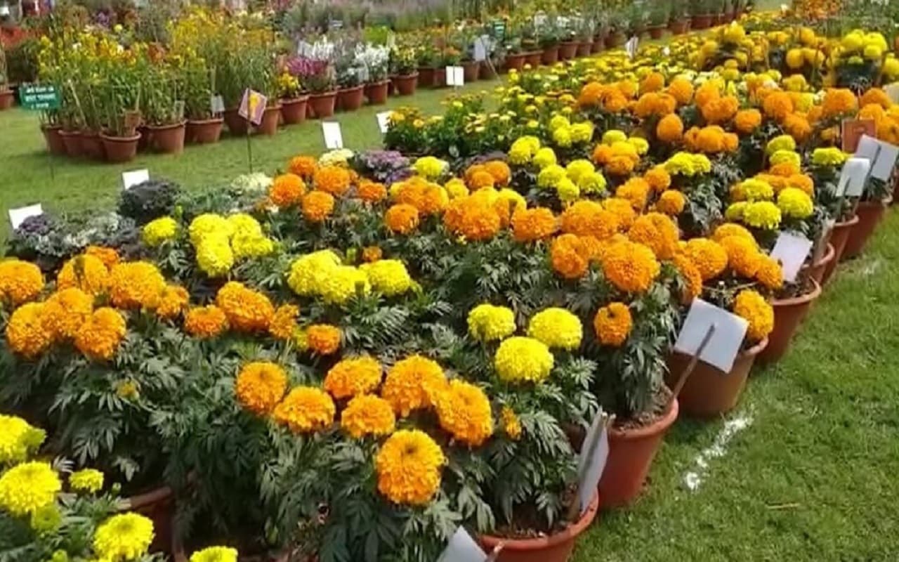 बिरसा कृषि विश्वविद्यालय: एग्रोटेक किसान मेला 3 फरवरी से, उद्यान प्रदर्शनी में आप भी ऐसे जीत सकते हैं पुरस्कार