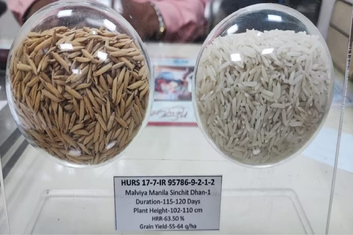 पाकिस्तान ने BHU से मांगा धान की उन्नत प्रजाति का बीज, प्रोफेसर ने किया देने से इनकार, जानें पूरी कहानी