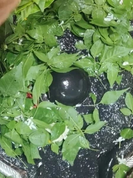 शिवलिंग पर बेलपत्र उल्टा चढ़ाएं या सीधा, यहां जानें सही विधि