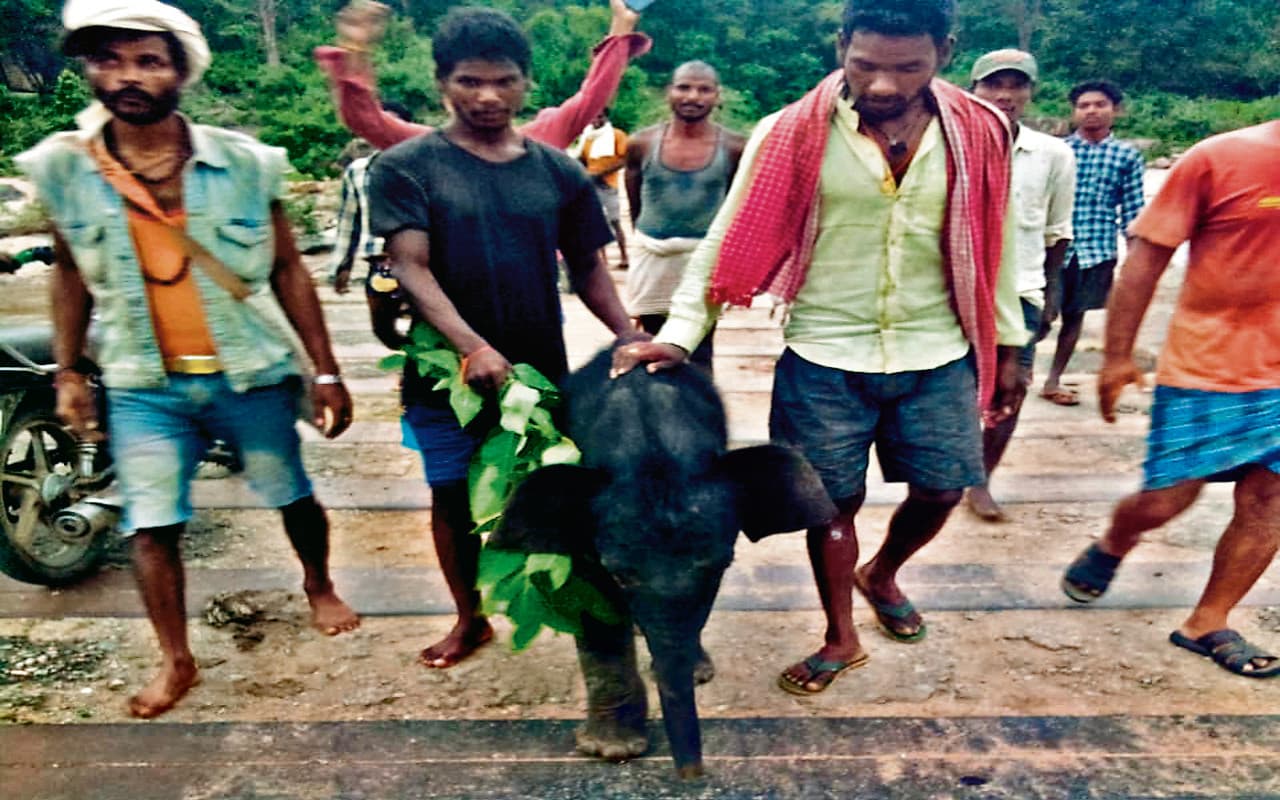 कोयल नदी में गिरे हाथी का बच्चा पूरी तरह स्वस्थ, पशु चिकित्सक की देखरेख में हो रहा इलाज