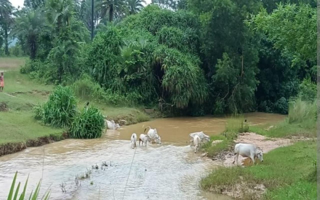झारखंड : बारिश होते ही पूर्वी सिंहभूम के कई गांवों के ग्रामीण घरों में हो जाते कैद, जानें कारण