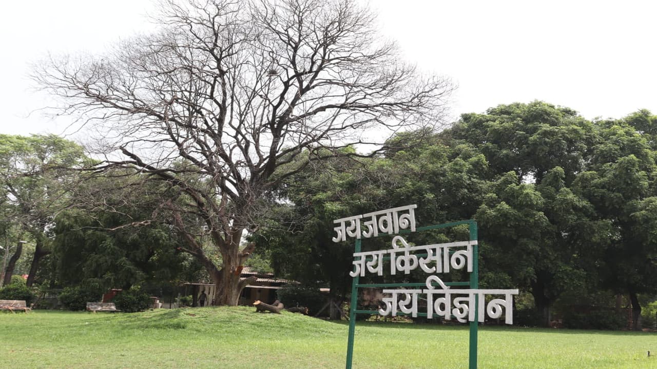 सूख गया बोकारो के शहीद गार्डेन में लगा औषधीय पेड़ 'बकुल', जानें इसकी खासियत