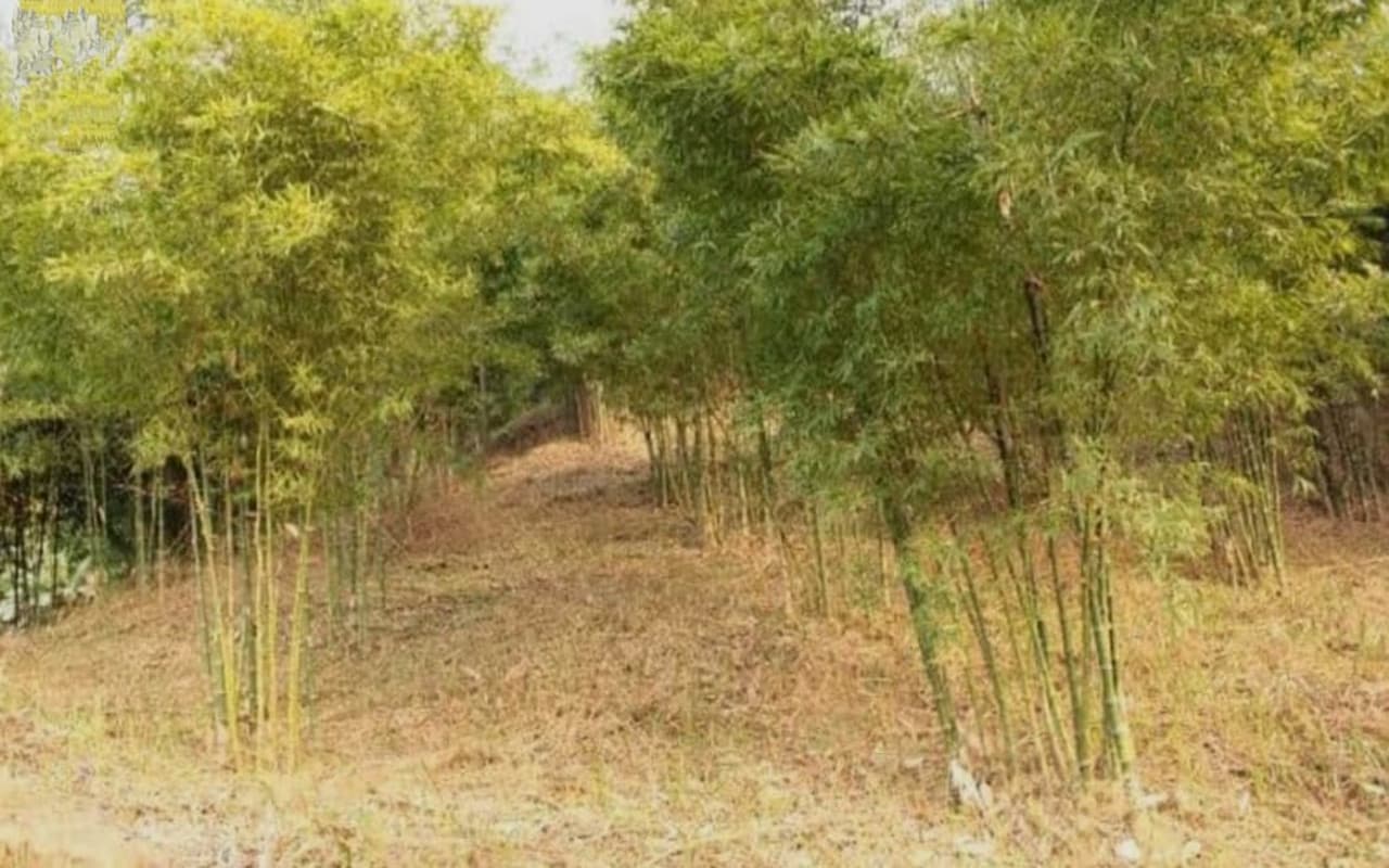 झारखंड : 'हरा सोना' की पैदावार में लगे पूर्वी सिंहभूम के किसान, बांस के कोपले निकलने से दिखी खुशी