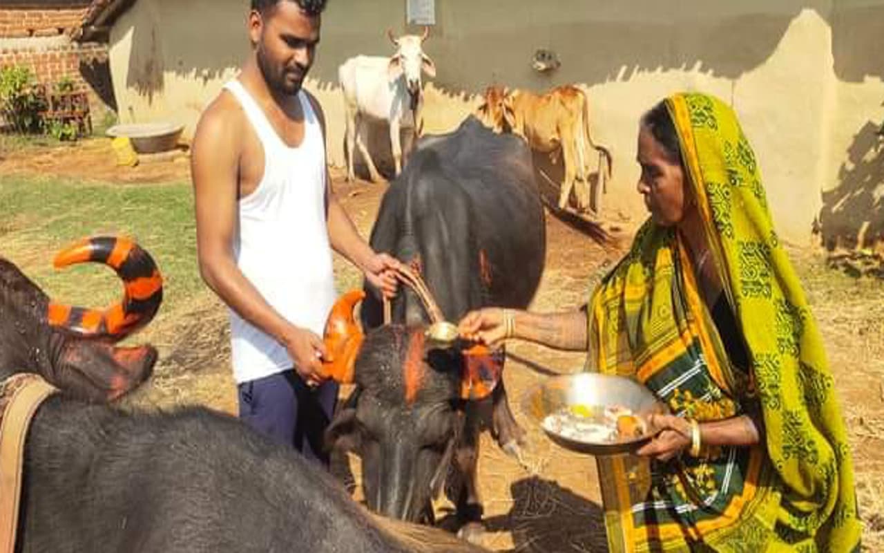 Jharkhand News: बेहतर कृषि और फसलों की अच्छी पैदावार का संकेत है बंदना पर्व, पशुओं की  होती है पूजा