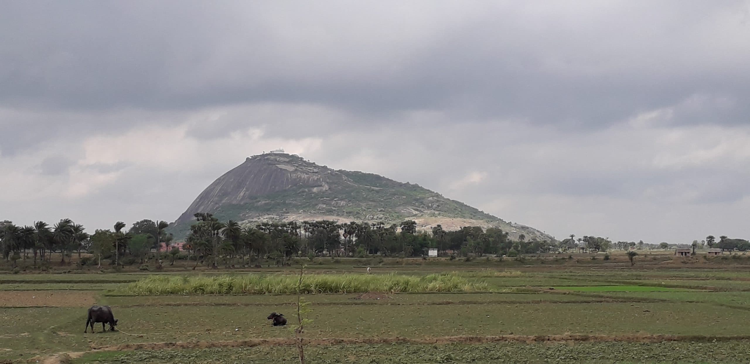 वन विभाग की पहल पर पर्यटन नगरी में बनेगी मंदार वाटिका