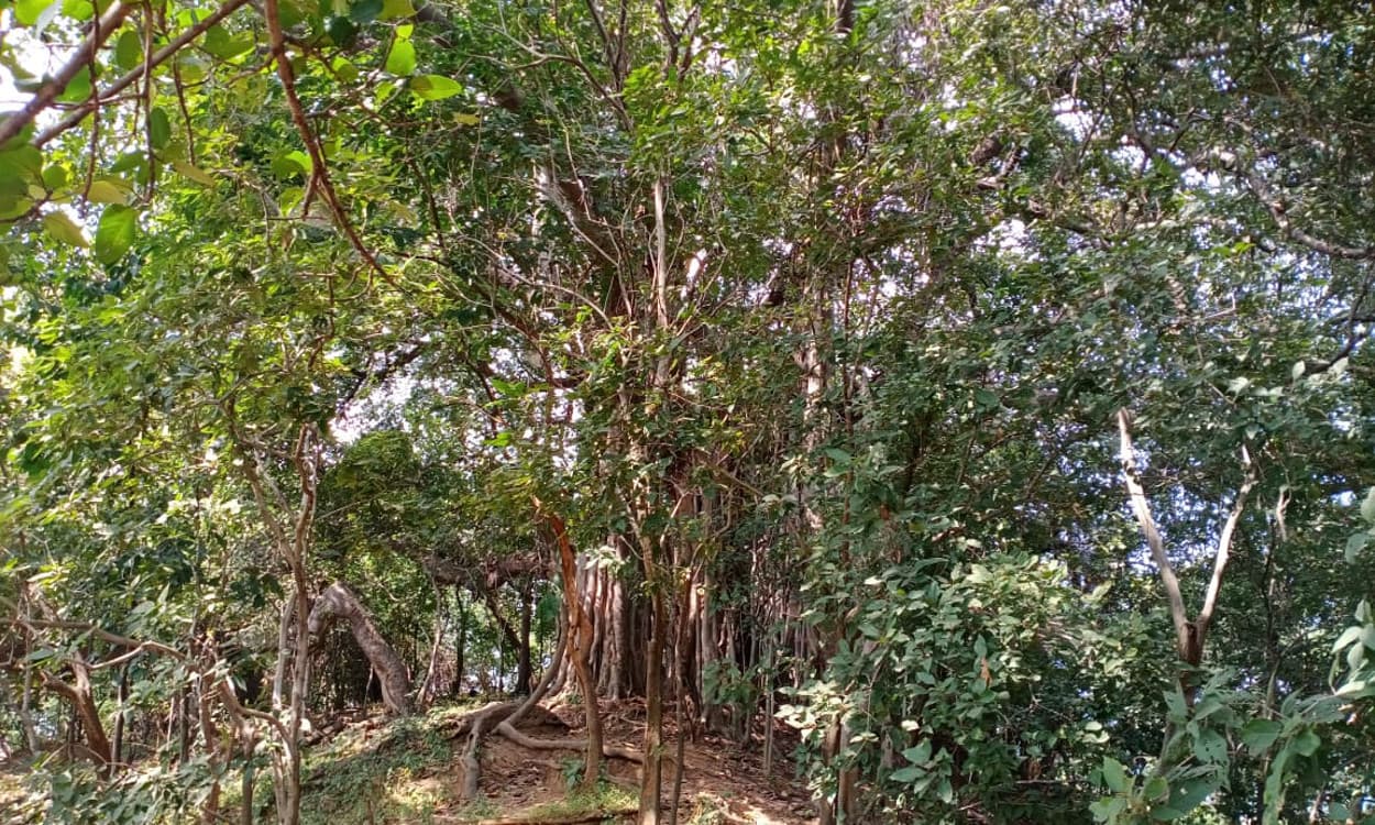 खतरनाक है खेतों से पेड़ों का उजड़ना