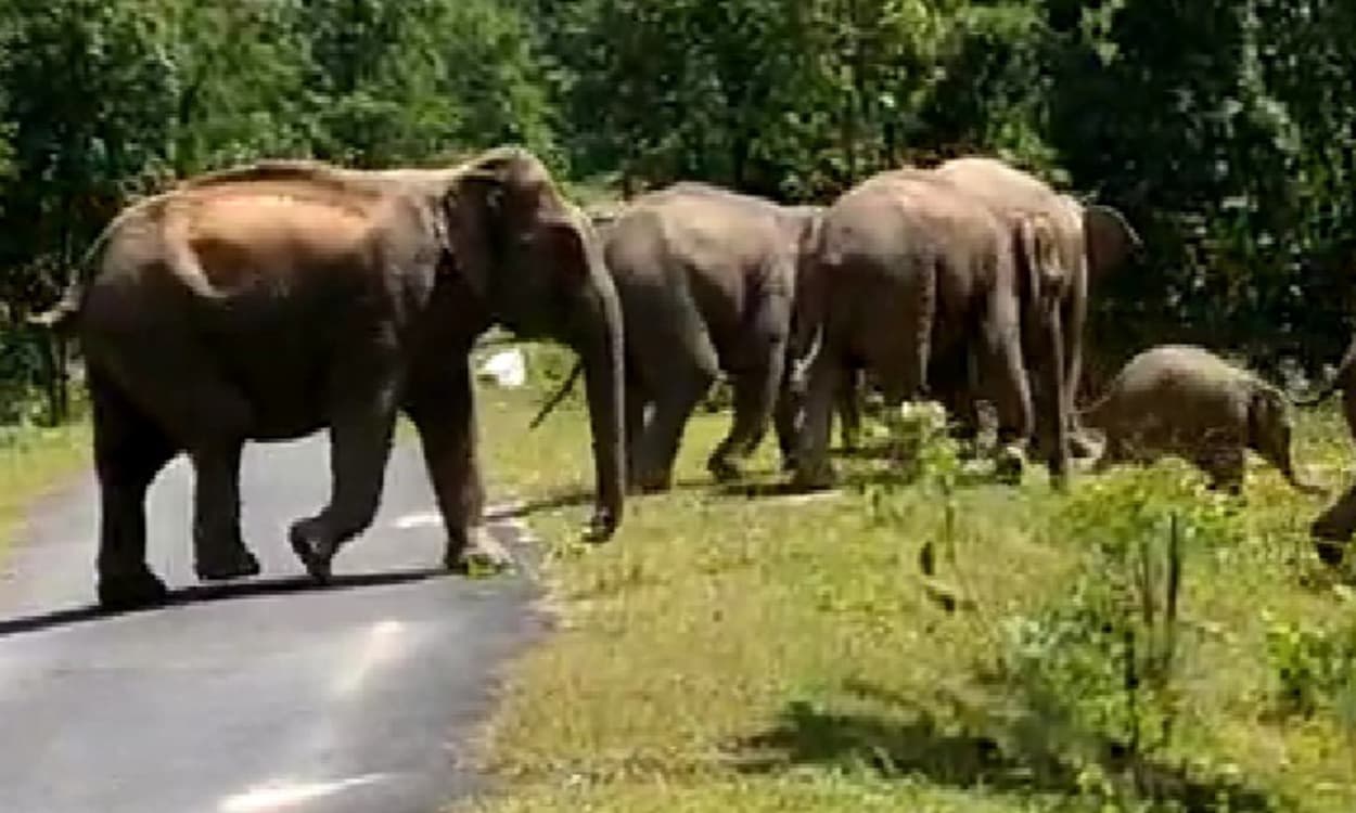 बड़कागांव में 7वें दिन भी हाथियों का आतंक जारी, एक व्यक्ति को रौंदा, फसलों को भी पहुंचाया नुकसान