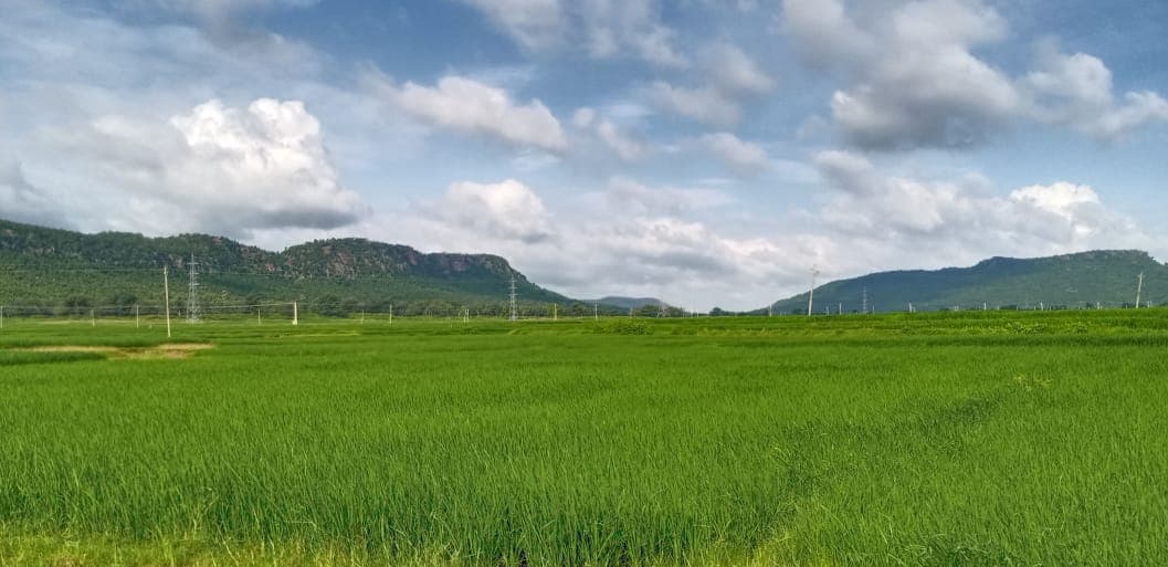 यूरिया की कालाबाजारी से किसान परेशान-पीले हो रहे धान, 266 रुपये की खाद बिक रही 360 रुपये में