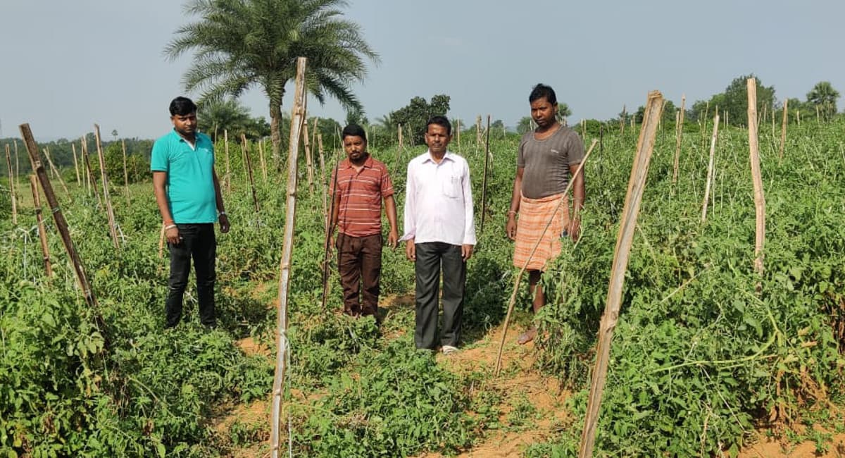 Jharkhand News: हजारीबाग के बड़कागांव में हाथियों ने फिर मचाया उत्पात, दर्जनों एकड़ फसल को किया बर्बाद