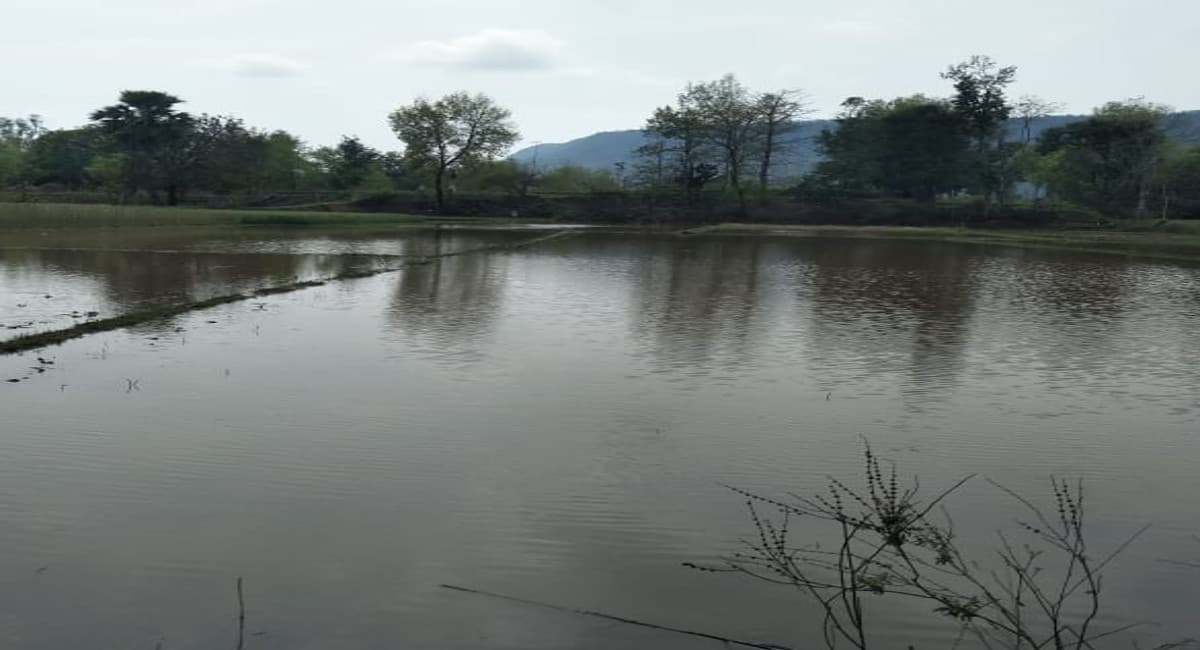 Jharkhand News: चक्रवाती तूफान गुलाब से हजारीबाग के बड़कागांव में लाखों की फसल बर्बाद, किसानों के छलके आंसू