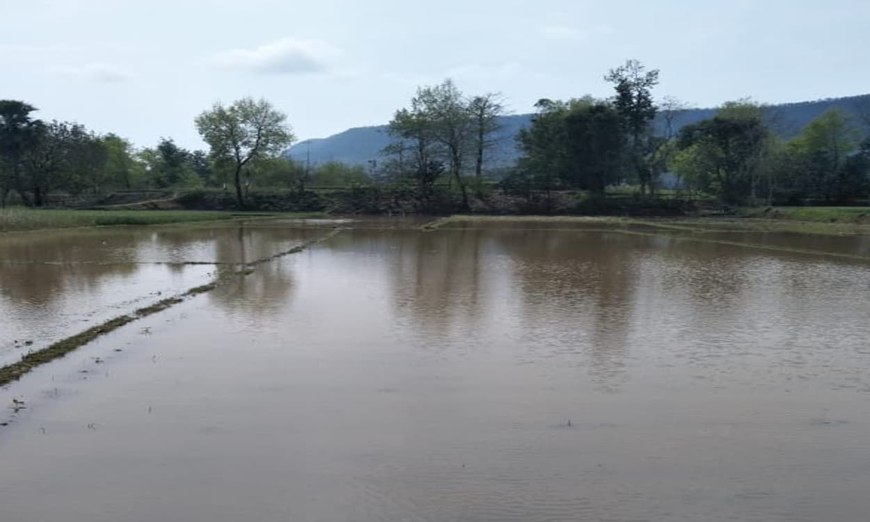 बेमौसम बारिश से बड़कागांव में करीब 30 लाख के फसलों का नुकसान, खेतों में पानी भर जाने से सब्जियां हो रही बेकार